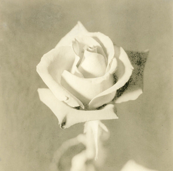 Lith printed black and white rose by John Harmon
