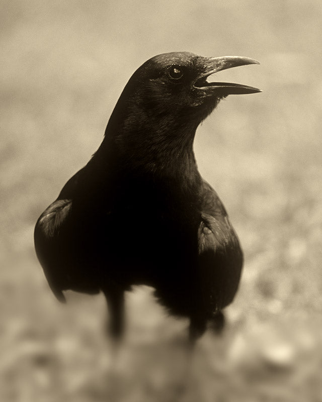 Speaking Crow In Sepia Black and White Goth Photo