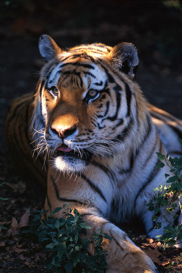 Siberian Tiger by John Harmon