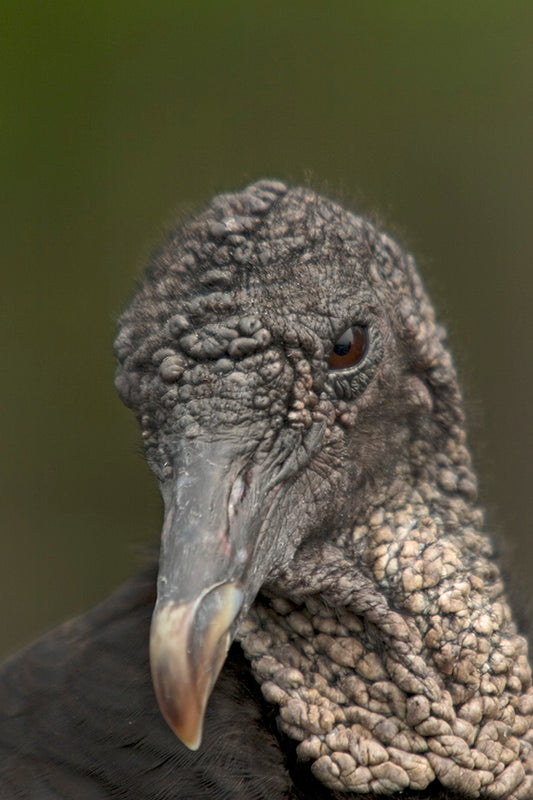 Portrait of a Black Vulture Up Close and Personal Fine Art  Bird Photo
