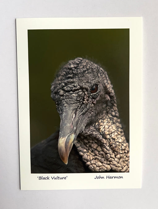 Portrait of a Black Vulture Up Close and Personal Fine Art  Bird Photo