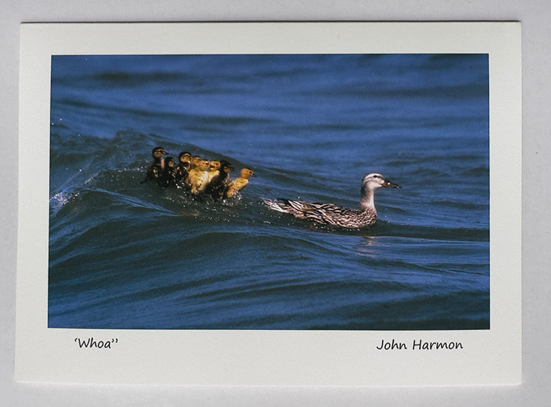 Ducklings Advoiding Mother Photo