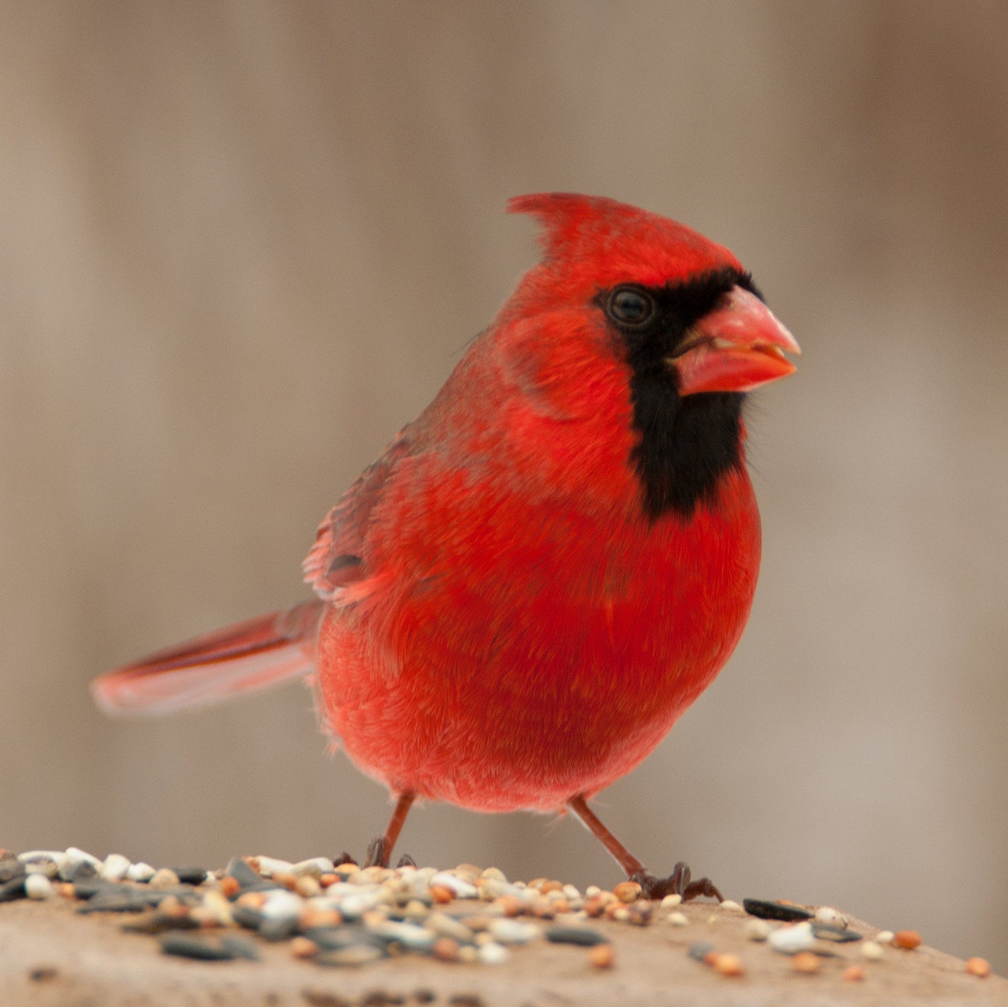 A Northern Red Cardinal, Cleveland Ohio Metroparks Artwork