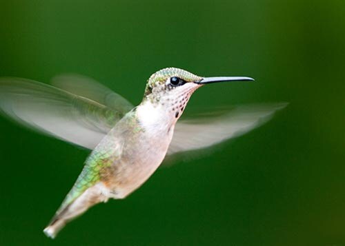 A Hummingbird in Flight Against a Green Background Bird Art Photo