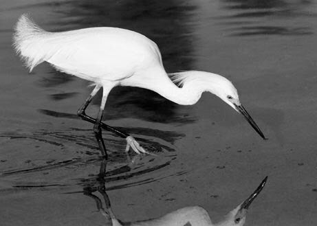 A Snowy Egret Fishing A Black and White Fine Art Print Wading Bird Feeding Florida West Coast
