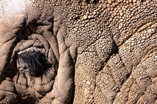 Close Up of an Elephants Eye Fine Art Photo
