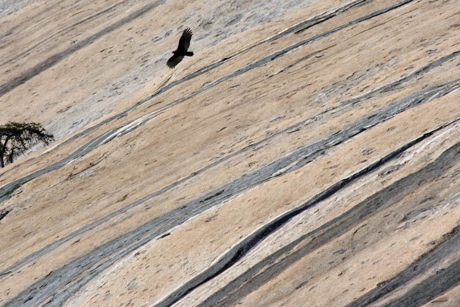 Stone Mountain Vulture by John Harmon