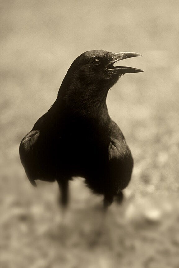 Speaking Crow In Sepia Black and White Goth Photo