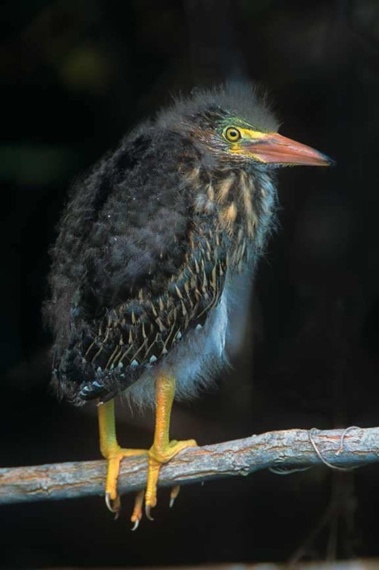 Baby Green Heron, Posed for its Portrait, Bird Photo