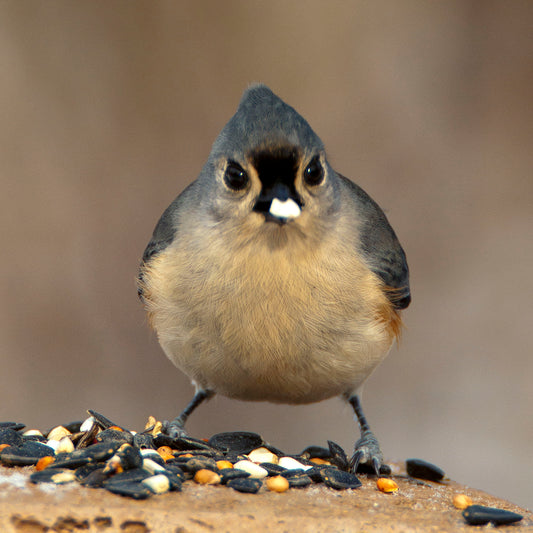 Angry Tufted Titmouse at Berea Ohio Metro Parks