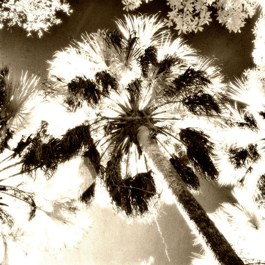 Palm Tree Infra Red Black and White Photo Marco Island Florida