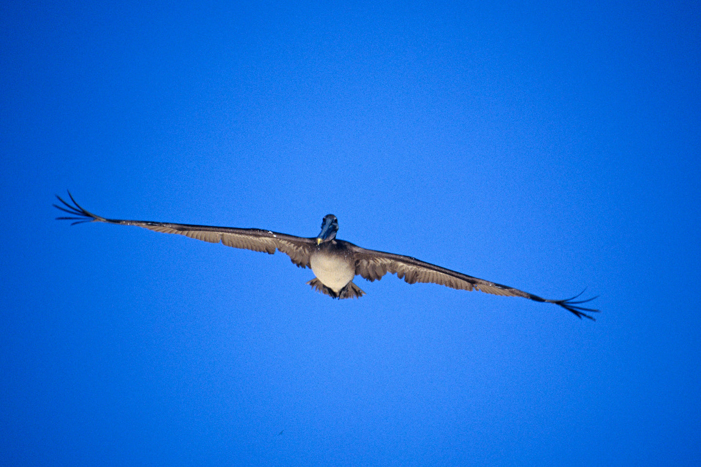 Majestic Brown Pelican Flying Towards You Fine Art Photo