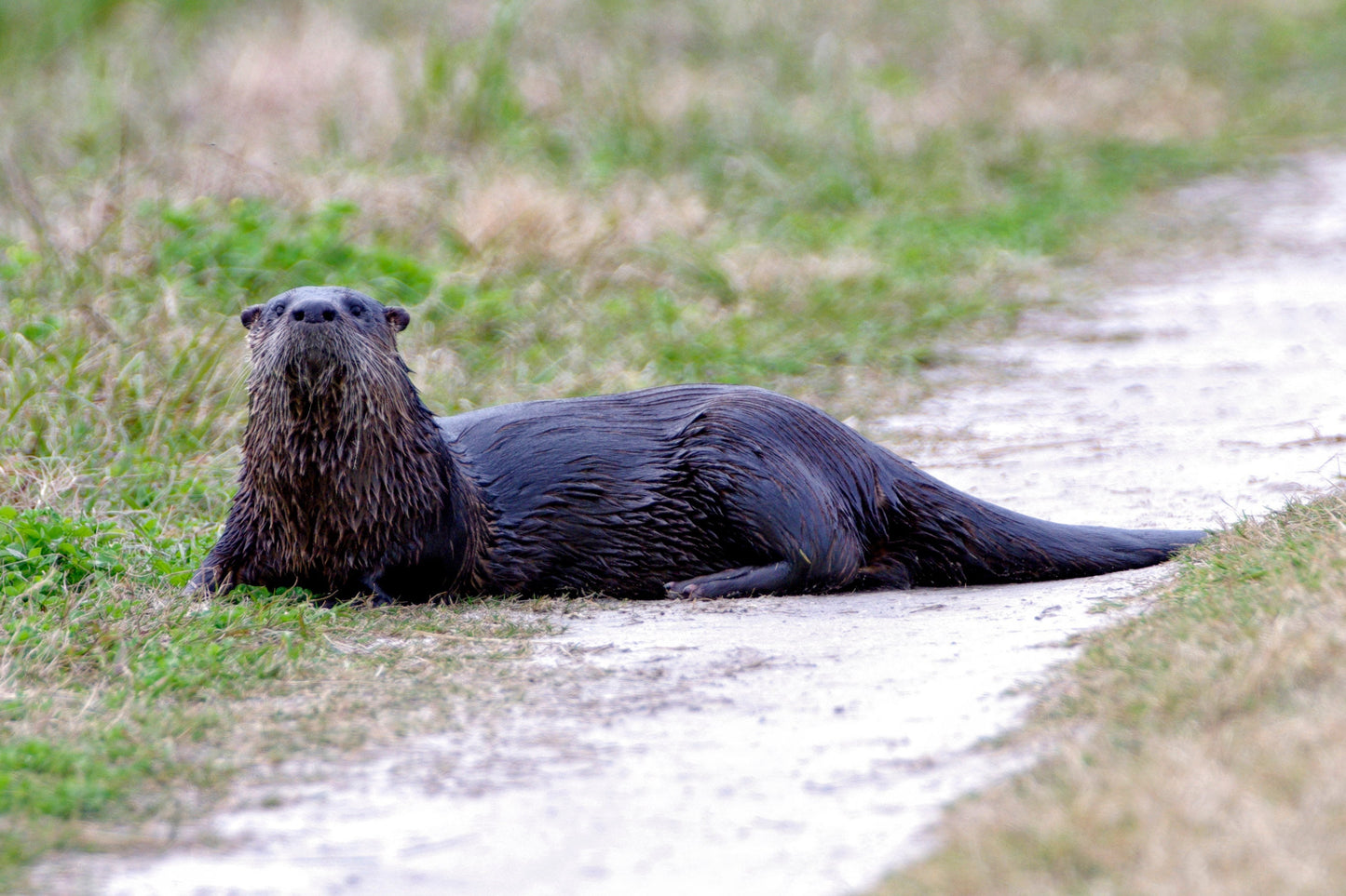 A River Otter Poses for Portrait Fine Art Photo