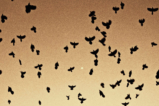 Grackles in Flight Around the Moon