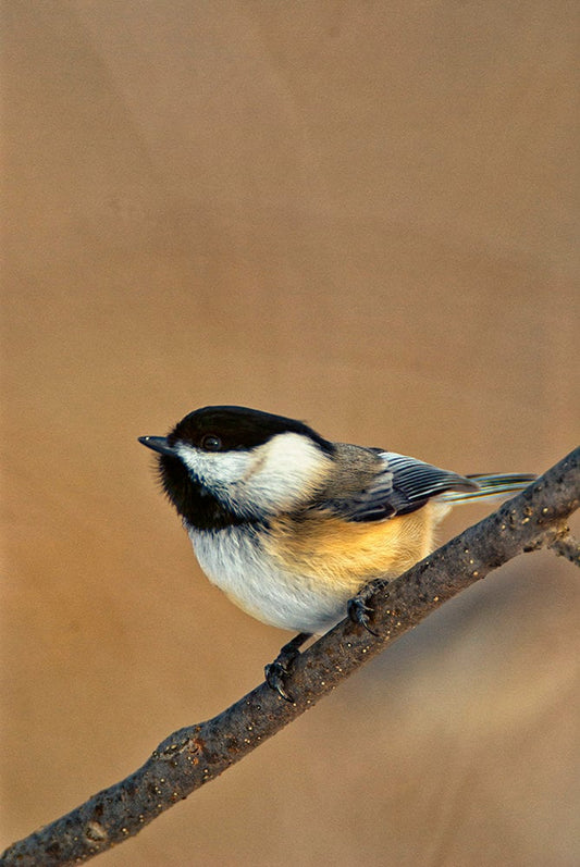 Black-capped Chickadee Sitting on a Branch Fine Art Photograph