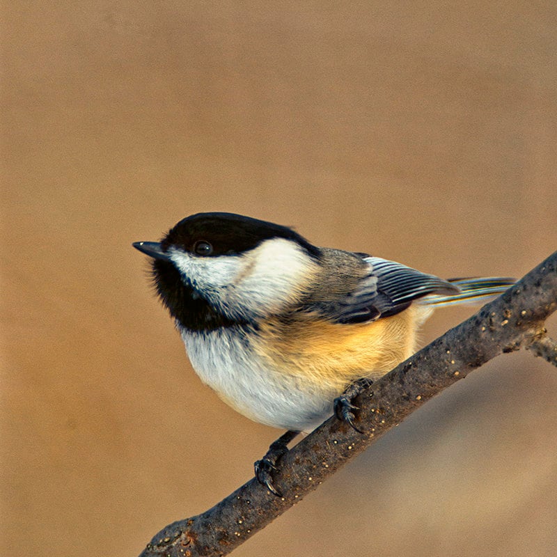 Black-capped Chickadee Sitting on a Branch Fine Art Photograph