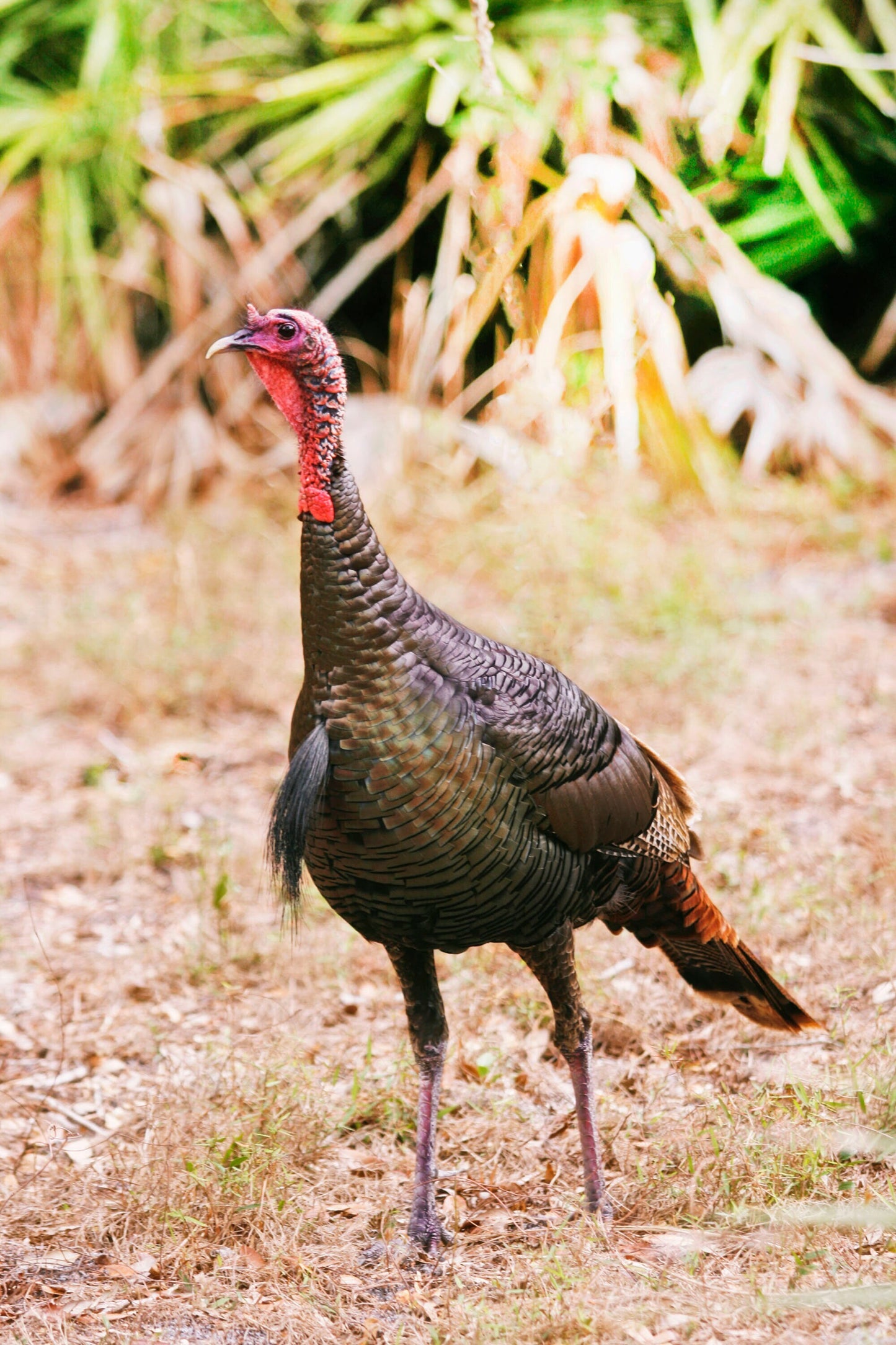 Oceola Turkey Wildlife Wall Decor