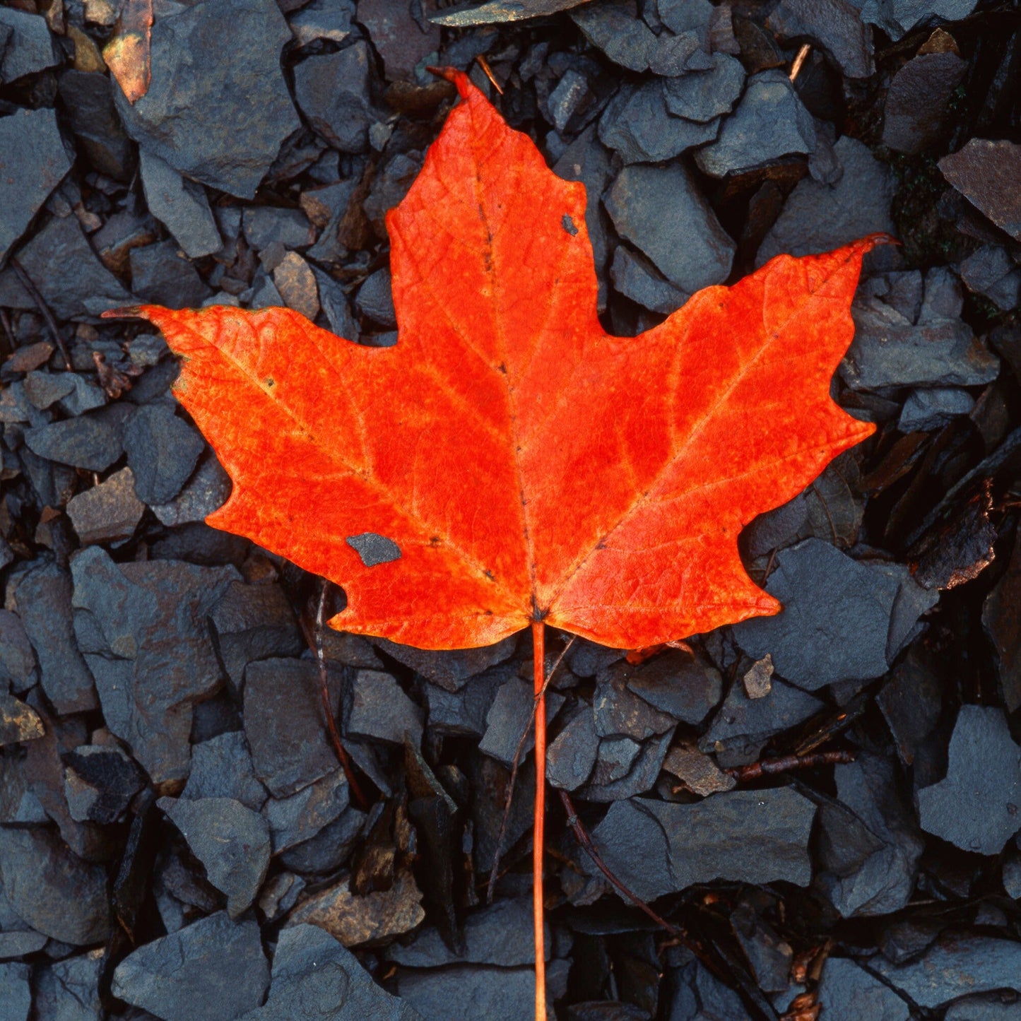 Striking Contrast: Red Maple Leaf on Black Shale - Fine Art Print