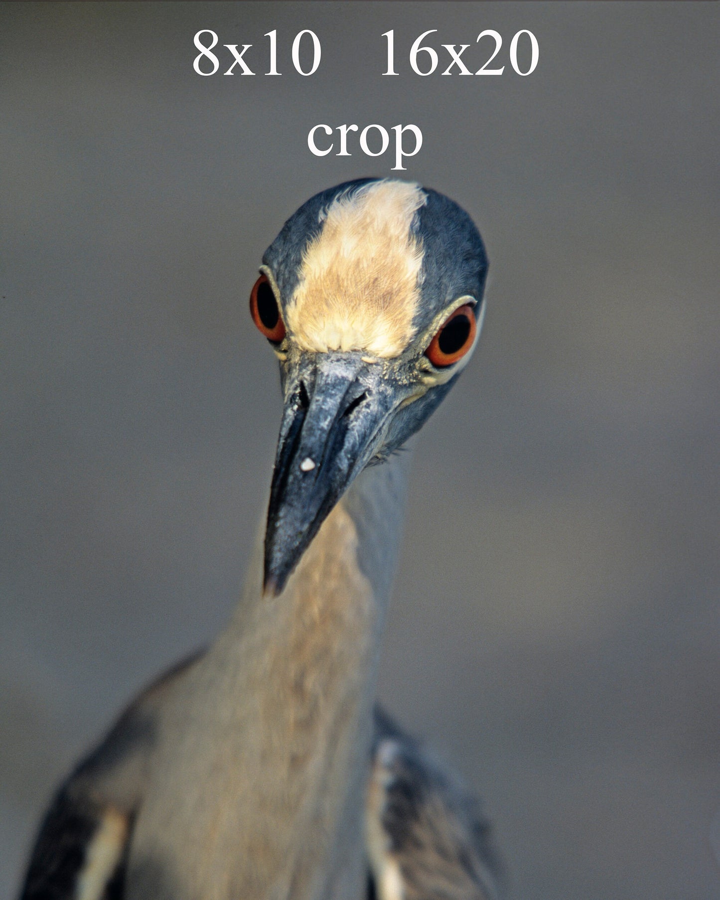 Yellow  Crowned Night Heron Up Close and Humorous Bird Fine Art Print