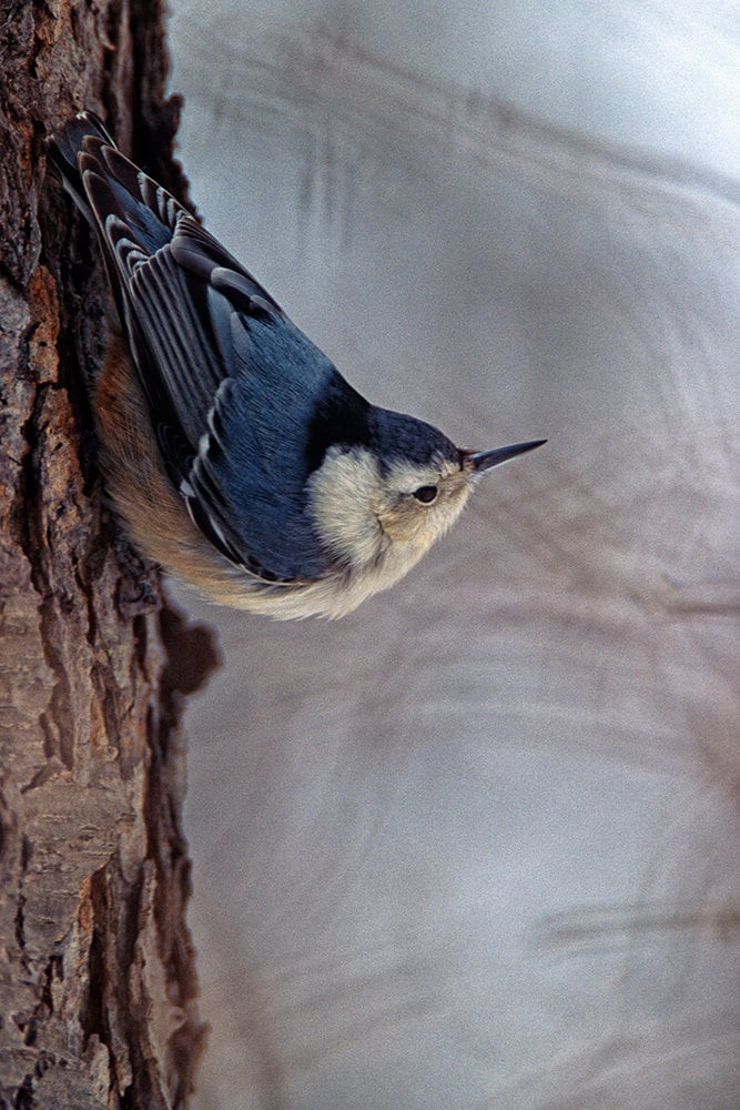 White Breasted Nuthatch in Winter A Bird Fine Art Photo