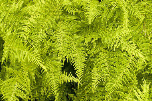 Mountain Ferns of North Carolina Fine Art Photo